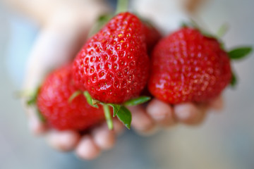 Fresh strawberries closeup. Child holding strawberry in hands