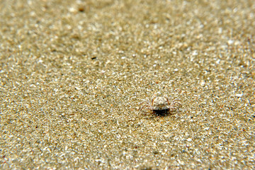 crab on the beach