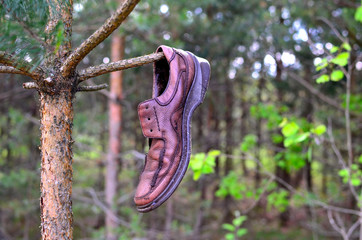 Male boot hanging on the bough of a tree in the forest. The concept of the direction of the route, location, incident, loss, disappearance of a person or the crime committed