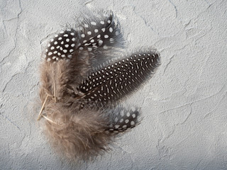 Beautiful bird feathers on a light gray textured background.