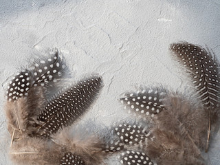 Beautiful bird feathers on a light gray textured background.