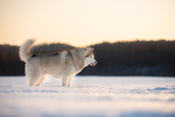 Obraz premium Beautiful and free siberian husky dog standing in the snow field in winter