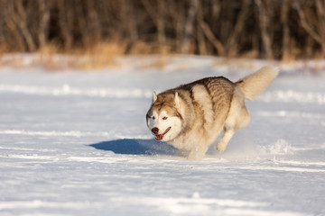 Crazy, happy and funny dog breed siberian husky with tonque out jumping and running on the snow in the winter field.