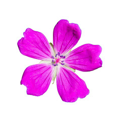 Fototapeta na wymiar Pink geranium flower isolated on white background