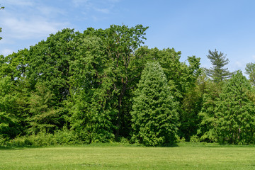 Fototapeta premium Landscape with green trees and grass and blue sky in a spring garden