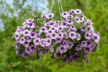 Large group of Petunia axillaris white and purple flowers in  pot, with blue green blurred background in a garden in a sunny spring day