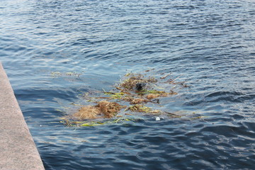 crows bathing in the river of Saint-Petersburg  