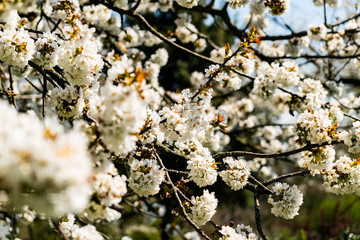 Flowers_1
