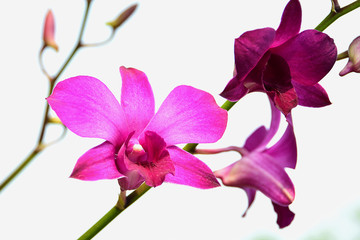 Fototapeta na wymiar Fresh pink orchid blooming, white background