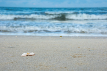 Shells on a beach with blue sea water create waves by the white sea breeze blowing into the shore.