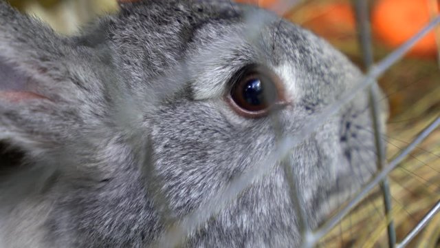 Grey rabbit sitting in a cage, close-up of rabbit muzzle, natural light, farming