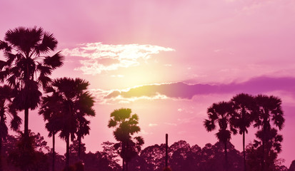 Landscape of nature trees in the evening