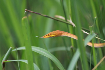 Oriental whip snake