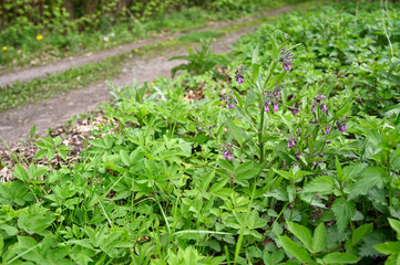 Purple comfrey flowers and green leaves.