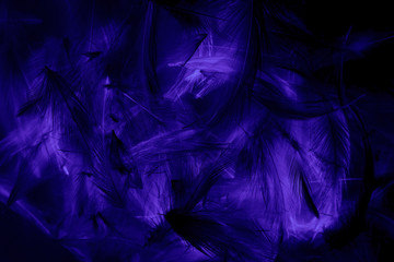 Beautiful abstract colorful blue purple and black feathers wall pattern textures background and wallpaper art