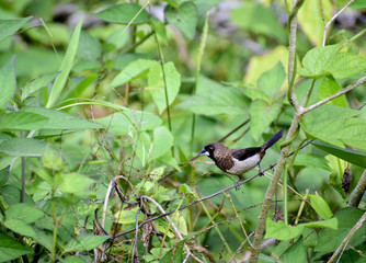 Estrildid Finch bird on a branch