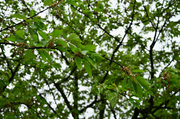 Green cherries on a branch with leaves.