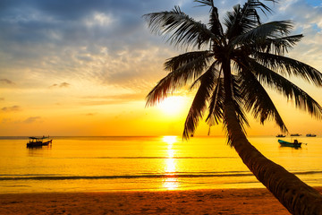 Coconut palm tree against colorful sunset.