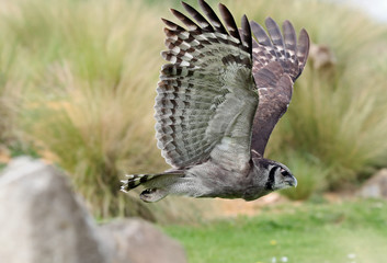 Close up of an Eagle Owl in flight over an open landscape