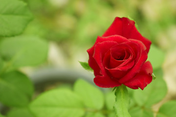 Natural red rose. There is space for writing messages.