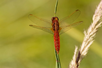 Feuerlibelle