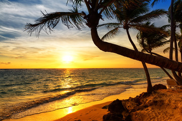 Coconut palm trees against colorful sunset on the beach.