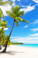 Coconut Palm trees on white sandy beach. - obrazy, fototapety, plakaty