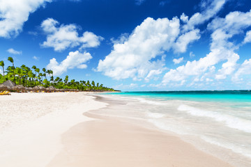Fototapeta na wymiar Coconut Palm trees on white sandy beach.