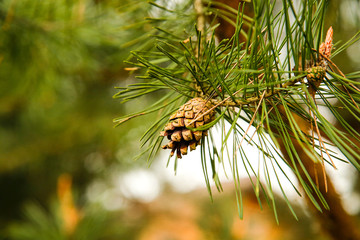 On the branch hangs one open pine cone.Texture or background.