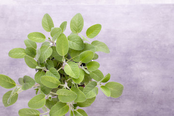 Salvia herb isolated on white background. Top view. Flat lay pattern.
