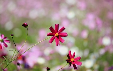 Hintergrund Landschaften Flower
