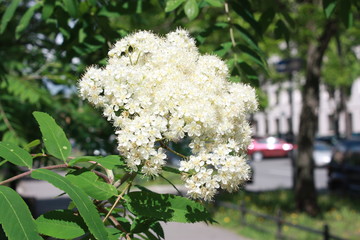 flowering trees in the Alexander garden of St. Petersburg   