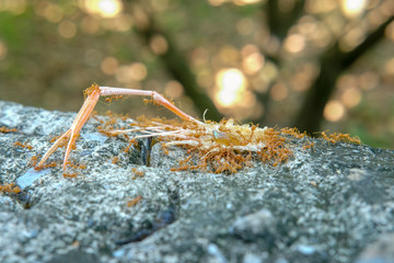 Group red ant eat head shrimp on old wall have bokeh background