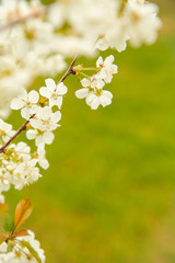 In the spring of may, white small flowers bloomed on the branch of the Apple tree