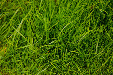 Thick green grass grows on the lawn of a private house .Texture or background.