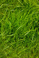 Green thick grass grows on the lawn of a private house