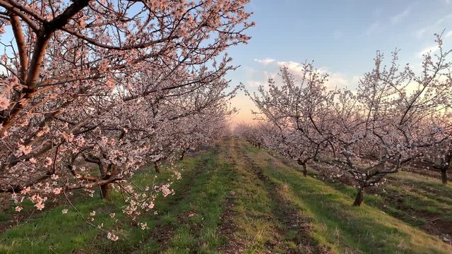 Almond Blossom Gardens in the Bakhchisarai District in Crimea