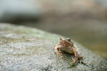 Greek stream frog, Rana graeca