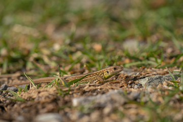 Sand lizard, Lacerta agilis
