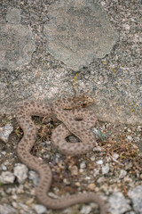 Montpellier snake, Malpolon monspessulanus