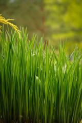 Obraz premium In the garden in the spring on the bed grew green tall grass