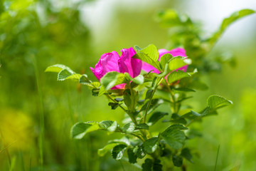 Wild rose close-up with blurred background. Photographed in a park in the summer.