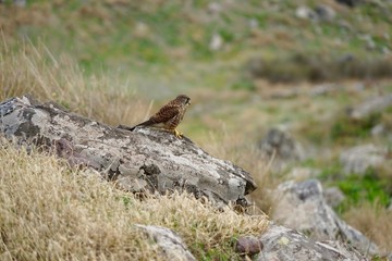Turmfalke auf einem Stein auf Madeira