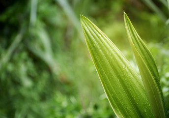 Obraz premium Drops of water on the leaves after rain