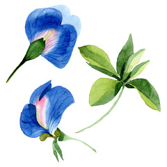 Blue sweet pea floral botanical flowers. Watercolor background set. Isolated sweet pea illustration element.
