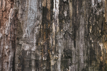 Old grey bark of a tree. Dark dirty brown tree bark. Wood gray texture, background. Grunge wooden surface. Natural abstract pattern.