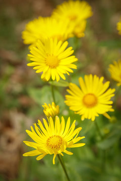 The spring bloom of bright yellow flowers doronikum