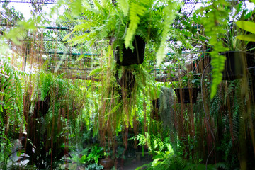 Fern (Nephrolepis sp.) hanging on the roof house. Decoration houseplant in tropical garden.