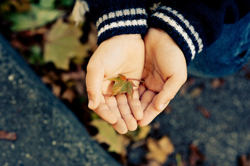 hands of kid, children or woman, holdinga leaf in a forest - showing a leaf - autumn season
