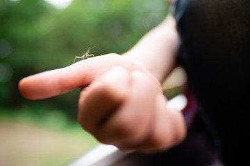 子供の手に乗った小さなカマキリ